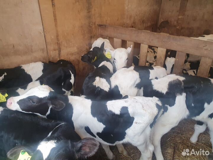 Продажа крс. Бычки, телята