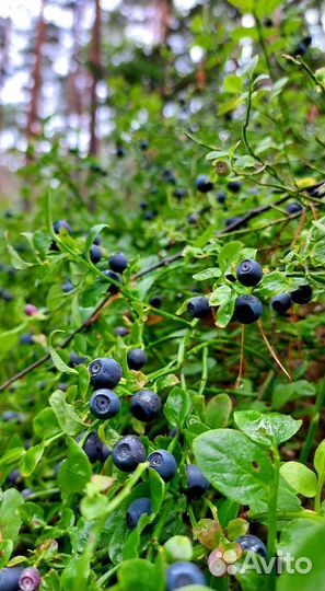 Черника свежая