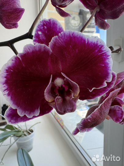 Орхидея фаленопсис сортовая