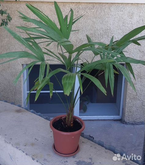 Ливистона ротундифолиа