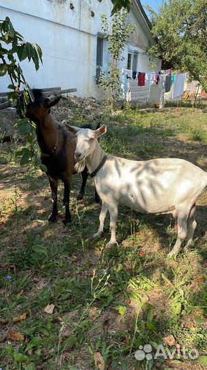 Зааненские козы дойные