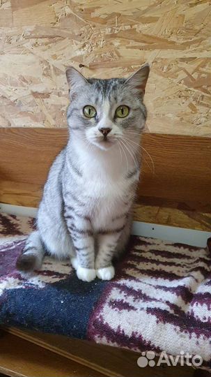Кошка в дар