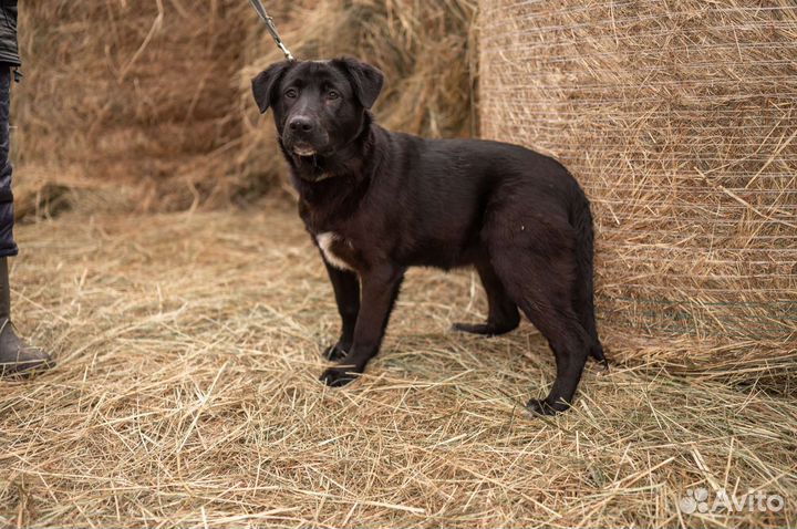 Щенок в добрые руки