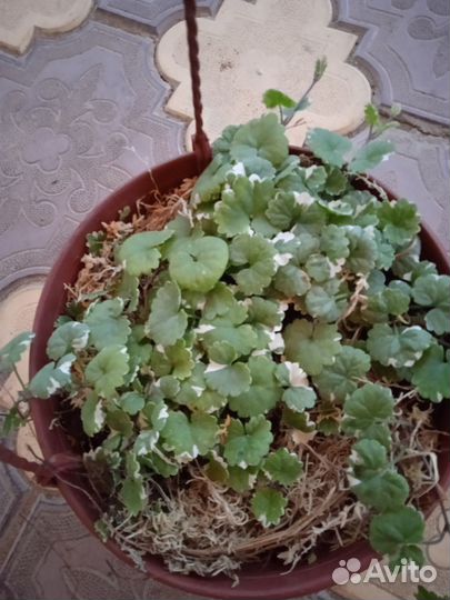 Будра в кашпо