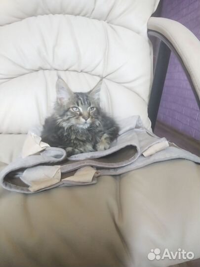 Мейн-кун котенок