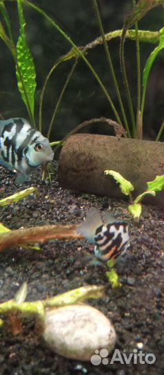 Сапфировые попугайчики