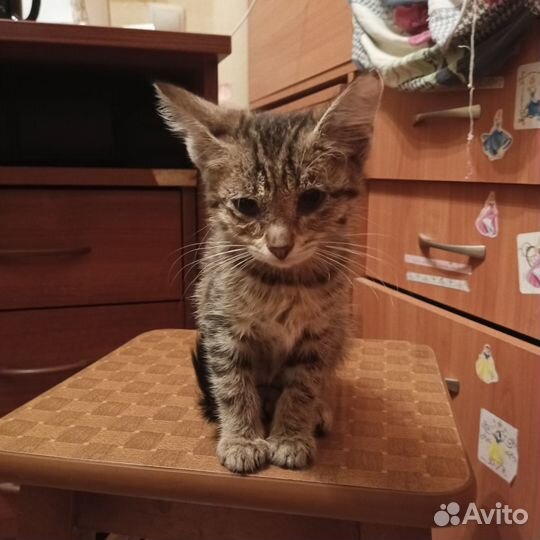 Отдам котят в хорошие руки