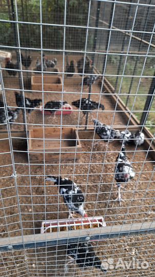 Курятник утепленный