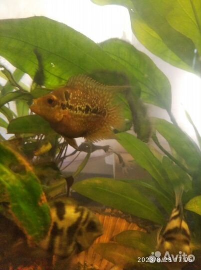 Аквариумные рыбки попугаи