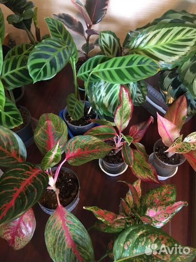 Цветы комнатные разные