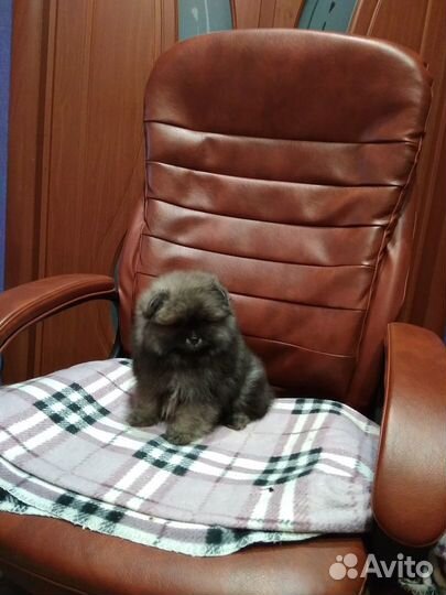 Мини померанцы