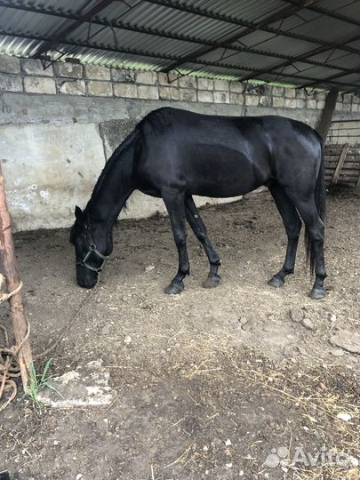 Лощадь - Жеребец карачаевской породы