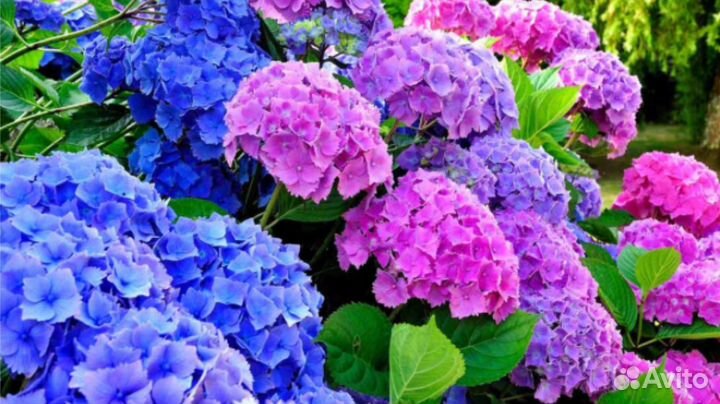 Гортензия.Ампельная.и.Вырви глаз.Хвойные