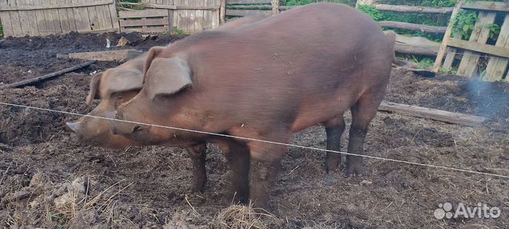 Хряк на племя