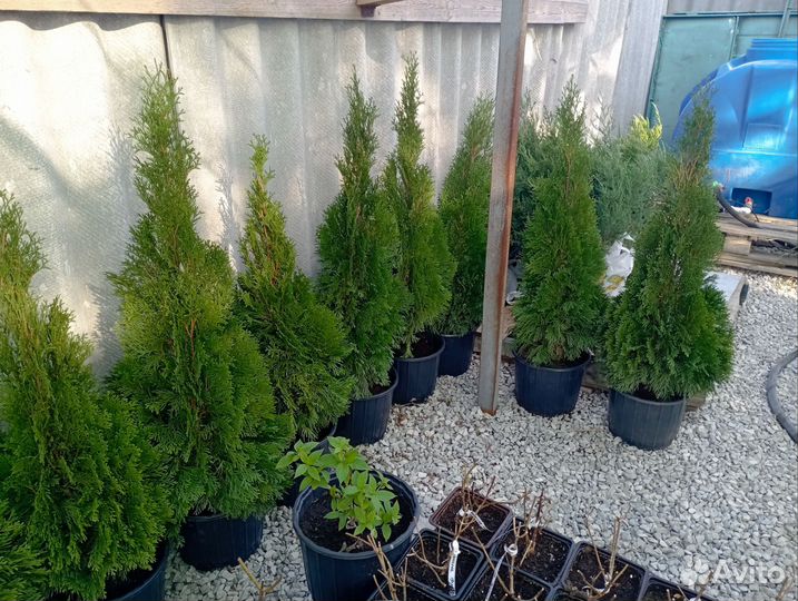 Туя смарагд