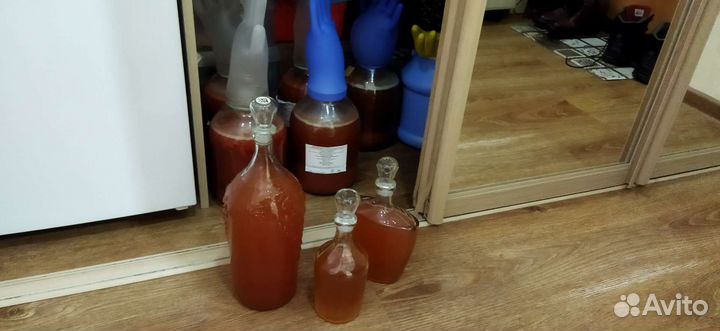 Винный гриб