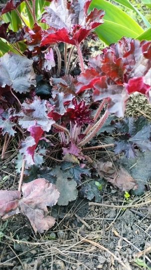 Растения гейхера