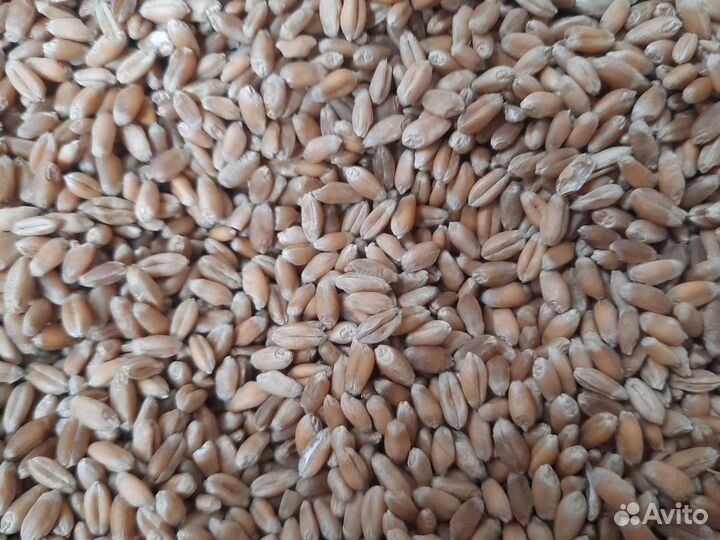 Зерно пшеница