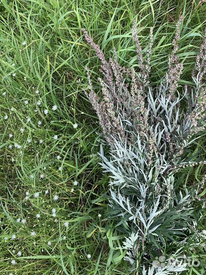 Полынь обыкновенная