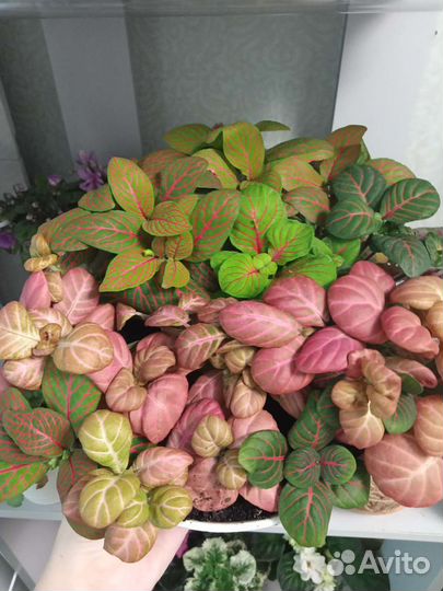 Композиция из фиттоний