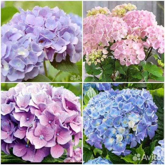 Крупнолистная гортензия