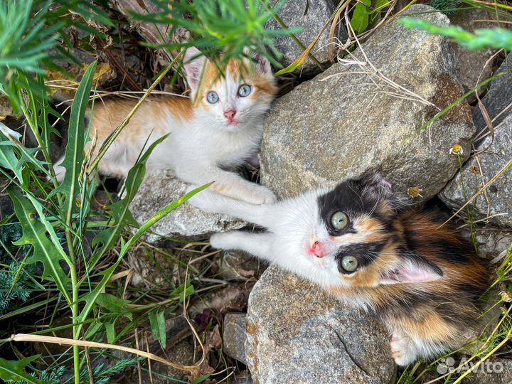 Котята бесплатно