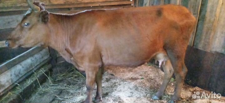 Продаётся Корова