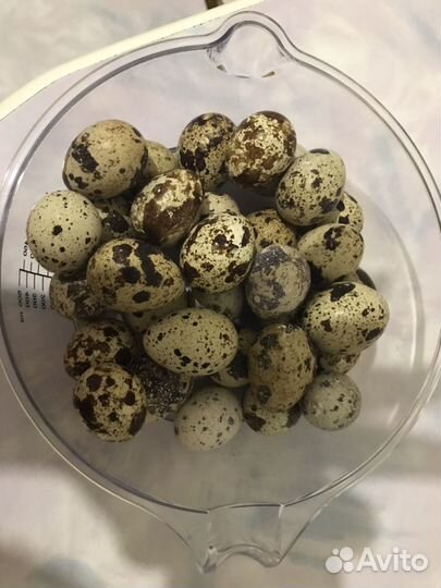 Яйцо перепелиное