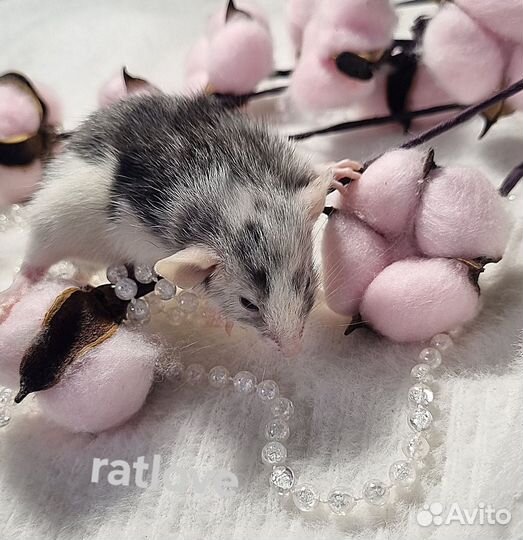 Крысята дамбо девочка марбл одд