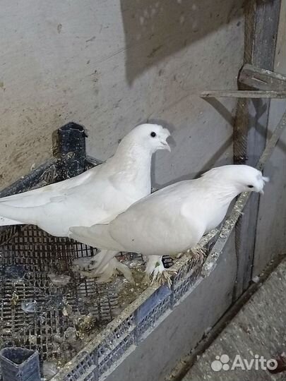 Голуби