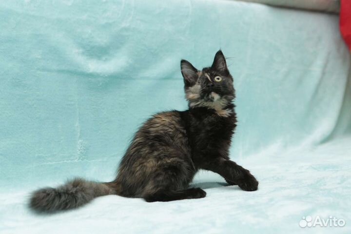 Котенок в добрые ручки