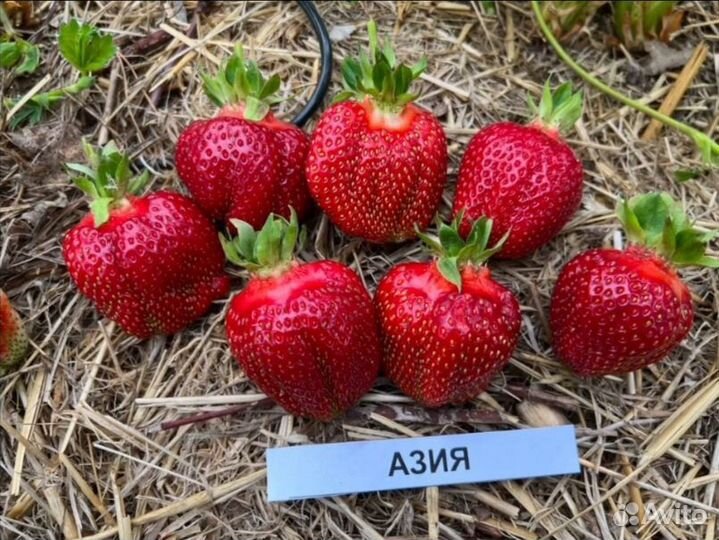 Рассада клубники сорта Азия