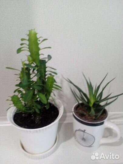 Молочай трехгранный(эуфорбид тригона), хавортия