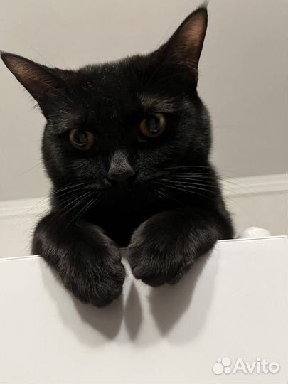 Кот на вязку