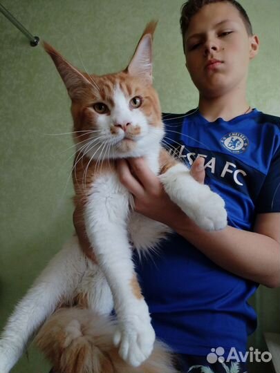 Котята мейн-кун