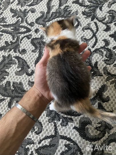Кошка в дар