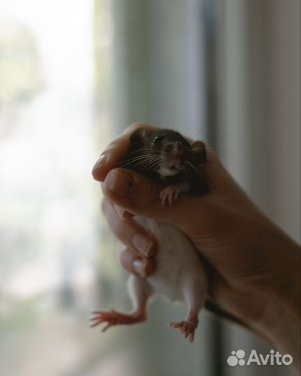 Крыса Дамбо мальчик бесплатно