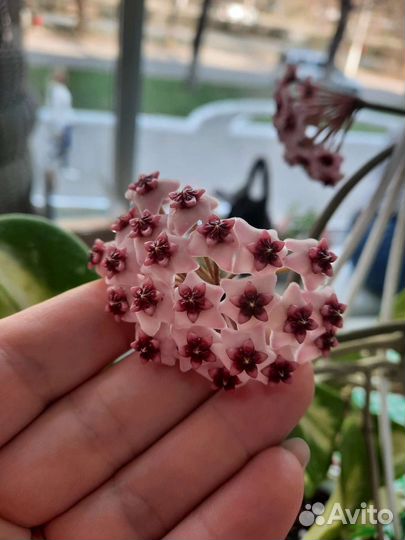 Выставка цветов в Магнитогорске