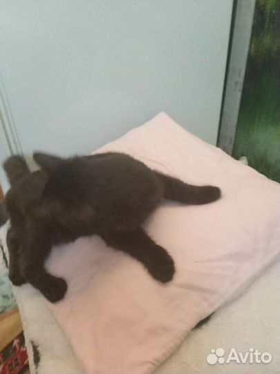 Кошки бесплатно