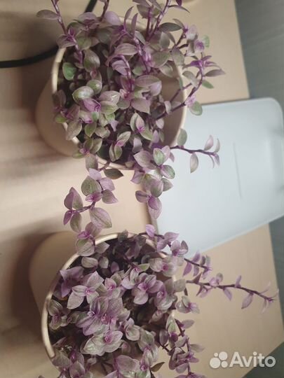 Каллизия Розовая Пантера Callisia Pink Panther