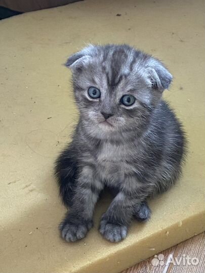 Британские вислоухие котята