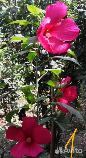 Семена гибискуса