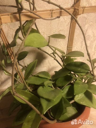 Хоя, зацвела