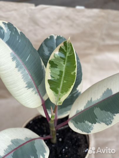 Фикус Эластика Тинеке