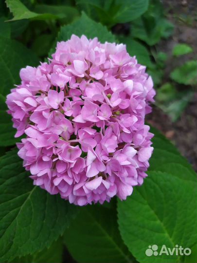 Гортензия Анабель саженец,белые.Есть розовые кусты