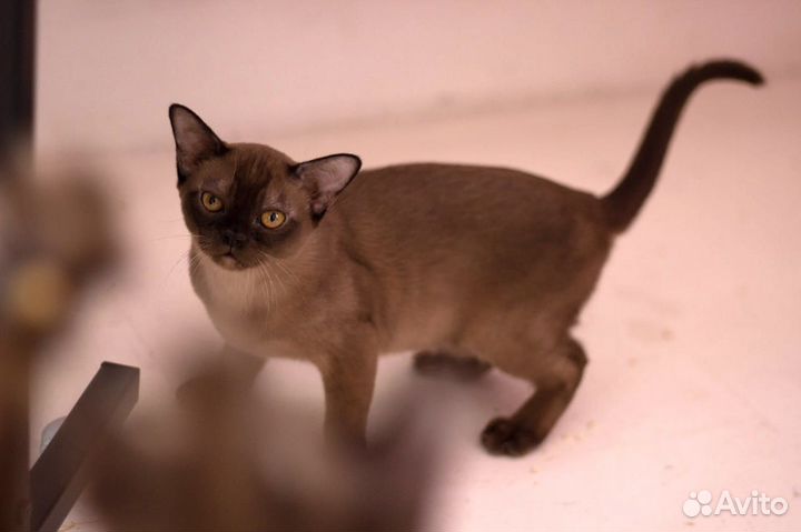 Бурманские котята