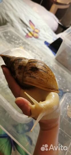 Ахатины ретикуляты (пара)