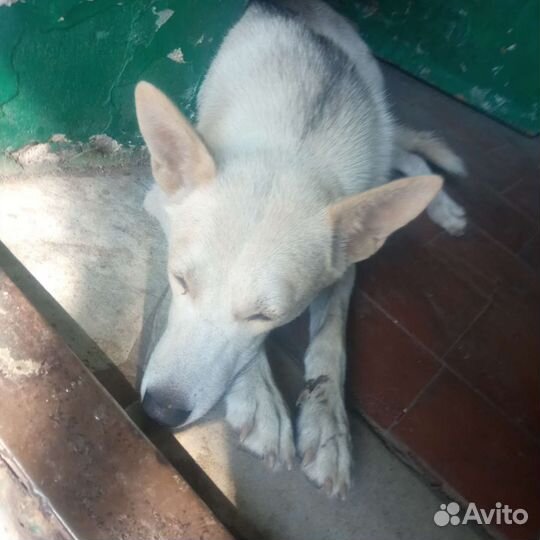 Собака в добрые руки отдам бесплатно