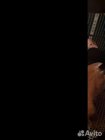 Индюшата бролера