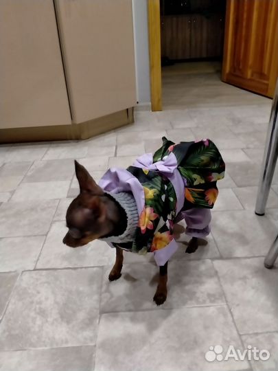 Куртка демисезонная для маленьких собак